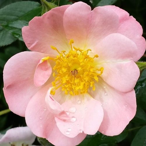 Rozen bestellen en bezorgen - Rosa Open Arms - sterk geurende roos - Stamroos – Kleine bloemen - roze - Christopher H. Warnerhangende kroonvorm - 0
